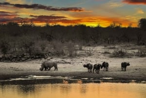 Kenya: 3 dagers safariopplevelse i Kenya