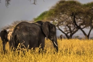 Kenya: 3 dages safarioplevelse i Kenya