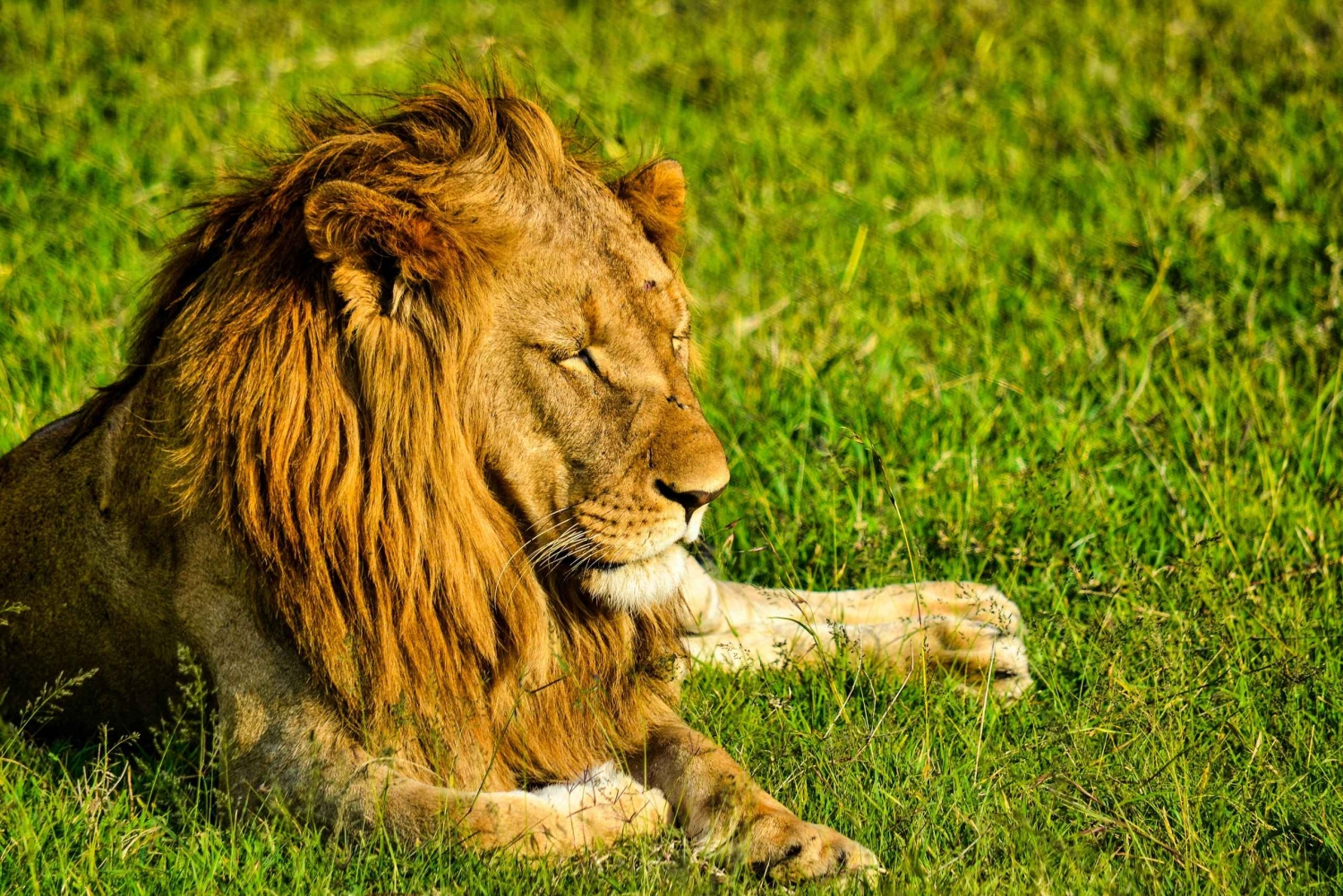 Kenya: 3 Days Masai Mara Private Customizable Safari Tours