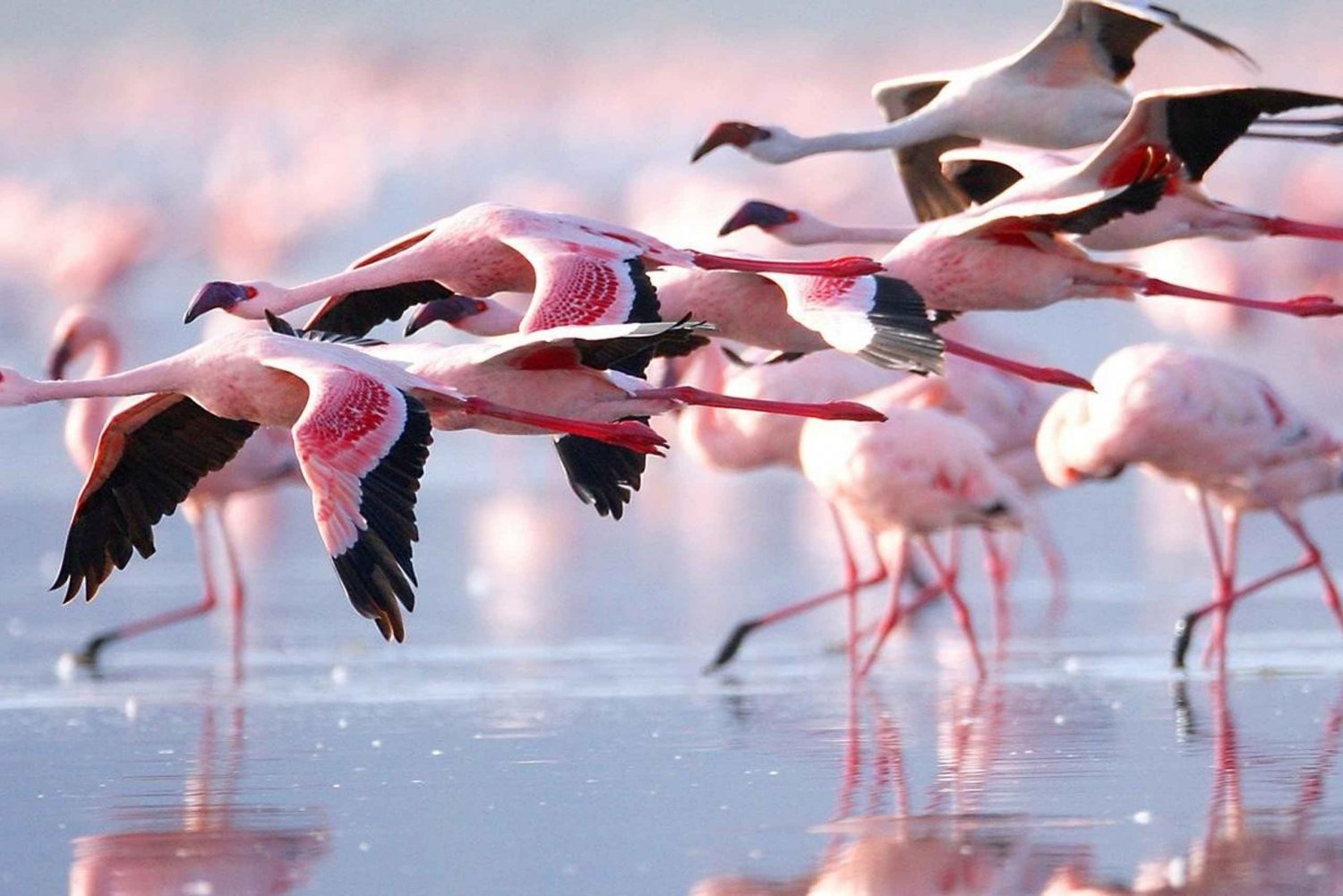 Kenya: 5-dagers Masai Mara, Nakuru-sjøen og Naivasha-sjøen ...