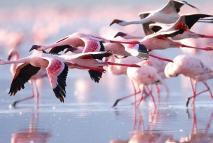 Kenia: Nakuru-järvi ja Naivasha-järvi: 5 päivän Masai Mara, Nakuru-järvi ja Naivasha-järvi ...