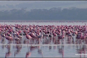 Kenia: Nakuru-järvi ja Naivasha-järvi: 5 päivän Masai Mara, Nakuru-järvi ja Naivasha-järvi ...