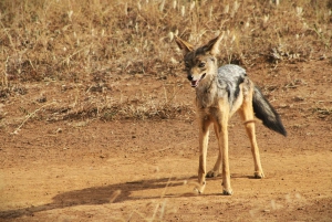 Kenia: 5-daagse roadtrip naar het Victoriameer vanuit Nairobi