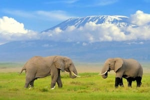 Kenya: 5-Day Safari to Amboseli, Tsavo East, and Tsavo West