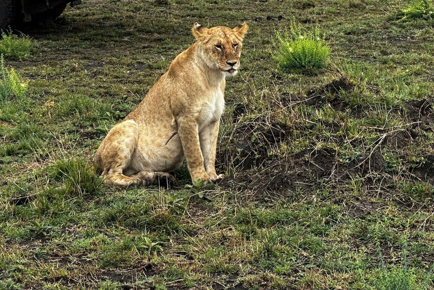 Kenia: Nakuru-järvi ja Maasai Mara -safari: 6-päiväinen Amboseli, Nakuru-järvi ja Maasai Mara -safari