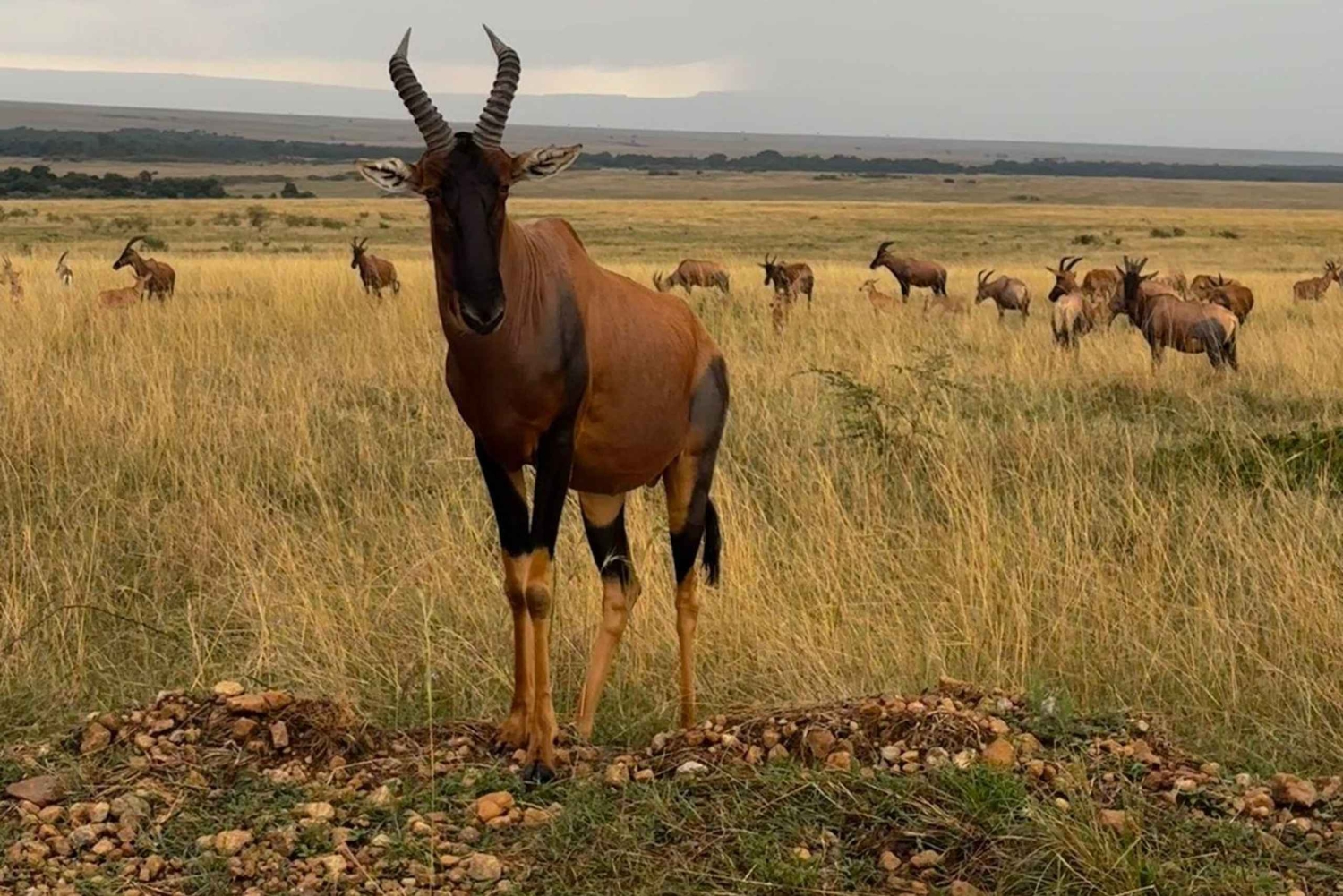 Kenia: Nakuru-järvi ja Maasai Mara -safari: 6-päiväinen Amboseli, Nakuru-järvi ja Maasai Mara -safari
