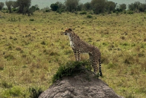 Kenia: Nakuru-järvi ja Maasai Mara -safari: 6-päiväinen Amboseli, Nakuru-järvi ja Maasai Mara -safari