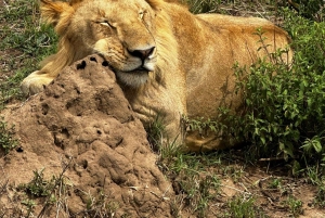 Kenia: Nakuru-järvi ja Maasai Mara -safari: 6-päiväinen Amboseli, Nakuru-järvi ja Maasai Mara -safari