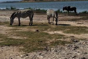 Kenia: Nakuru-järvi ja Maasai Mara -safari: 6-päiväinen Amboseli, Nakuru-järvi ja Maasai Mara -safari