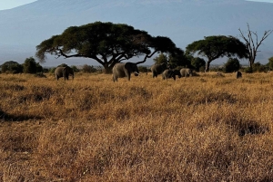 Kenia: Nakuru-järvi ja Maasai Mara -safari: 6-päiväinen Amboseli, Nakuru-järvi ja Maasai Mara -safari