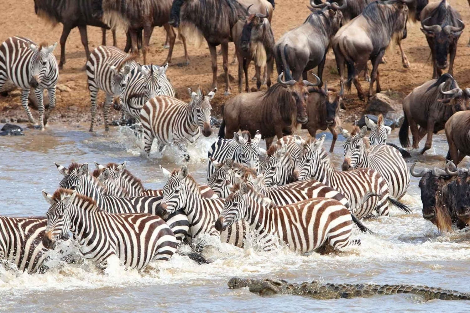 Kenya: 6-dagars campingsafari för grupper