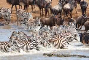 Kenya: 6-dagars campingsafari för grupper
