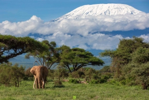 Kenia: 6-dniowe safari na kempingu dla małych grup