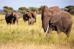 Kenya : Safari en camping de 6 jours en petit groupe