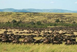 Kenia: 6-dniowe safari na kempingu dla małych grup
