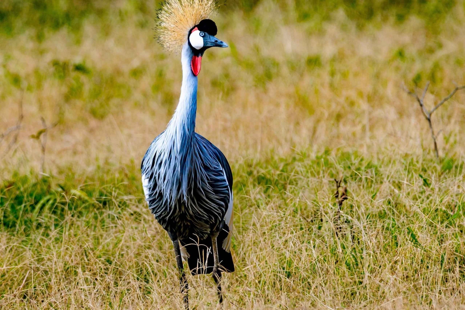 Quénia: Safari de 6 dias no Lago Nakuru, Maasai Mara, Amboseli