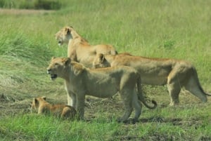 Kenia: Safari de 6 días al Lago Nakuru, Maasai Mara, Amboseli