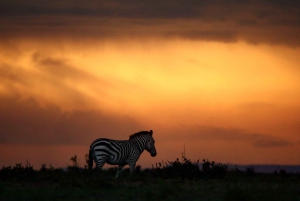 Kenia: Safari de 6 días al Lago Nakuru, Maasai Mara, Amboseli
