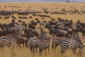 Kenia: 7-tägige Masai Mara, Nakuru, und Amboseli Safari Tour