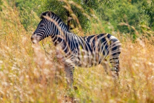 Kenya: 7-dages safari til Maasai Mara, Nakuru-søen og meget mere