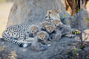 Kenya and Tanzania: 10-Day Great Migration Safari