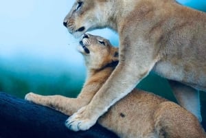 Kenya e Tanzania: Safari della Grande Migrazione di 10 giorni