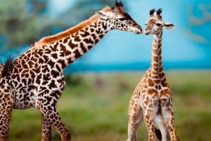 Kenya e Tanzania: Safari della Grande Migrazione di 10 giorni