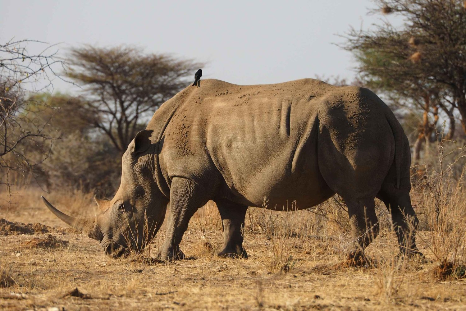 Kenya: Guidad tur med transfer och lokal guide