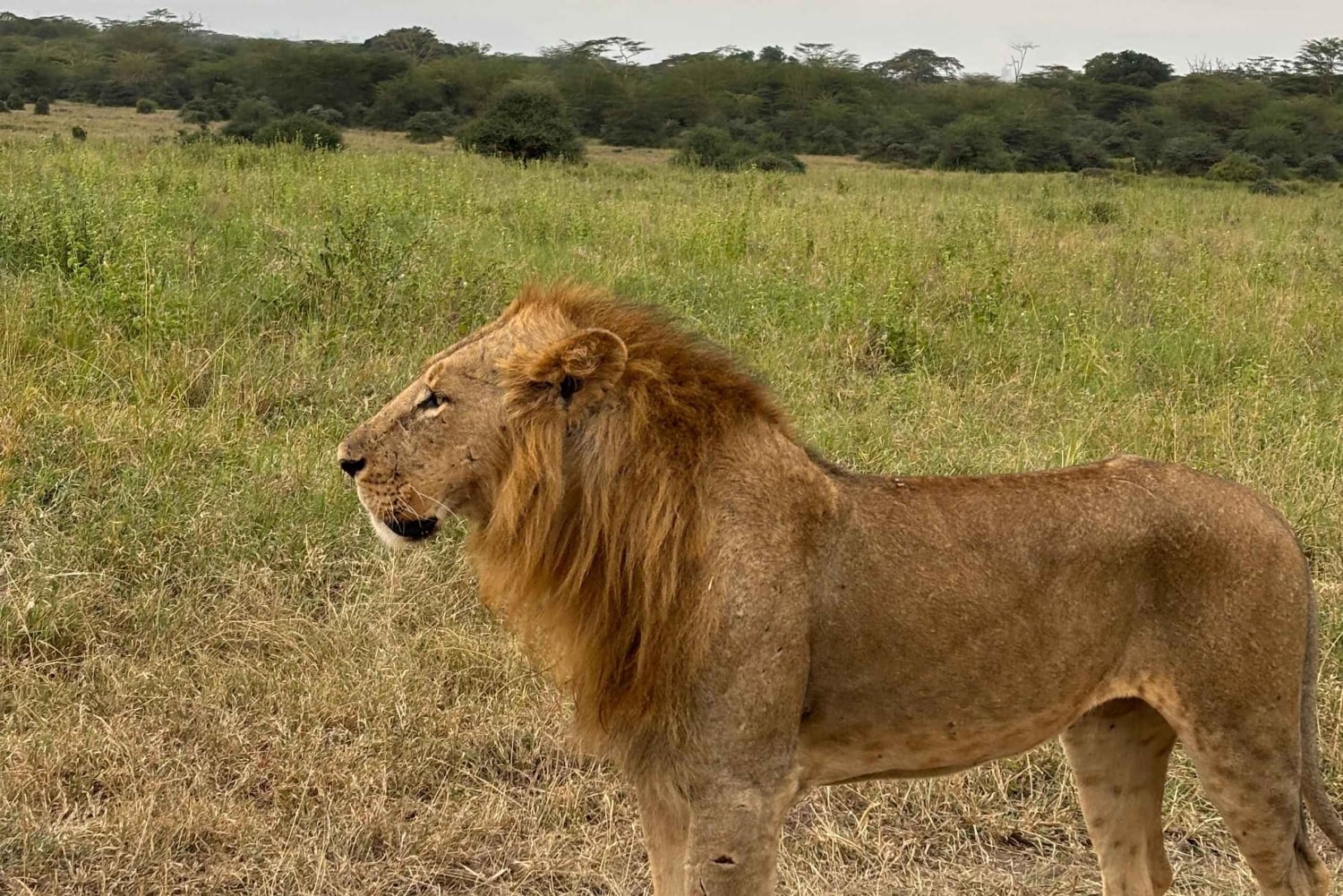 Kenia: Safari w Parku Narodowym Nairobi