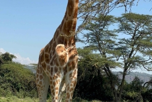 Kenia: Safari w Parku Narodowym Nairobi