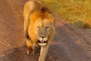 Kenia: Safari w Parku Narodowym Nairobi