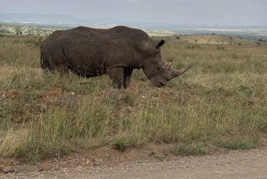 Kenia: Safari w Parku Narodowym Nairobi