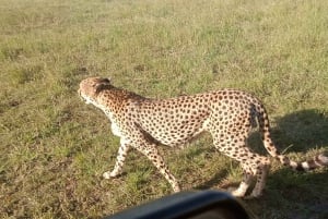 Kenya: Safari a Ol Pejeta, Lago Nakuru e Maasai Mara