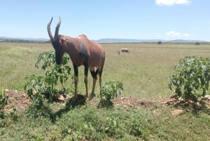 Kenya: Safari a Ol Pejeta, Lago Nakuru e Maasai Mara