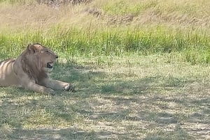 Kenya: Safari a Ol Pejeta, Lago Nakuru e Maasai Mara