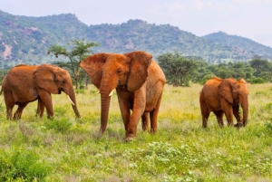 Kenya: Samburu, Naivasha, Maasai Mara, Nairobi