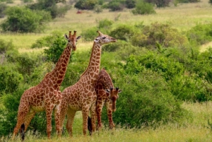 Kenya: Samburu, Naivasha, Maasai Mara, Nairobi