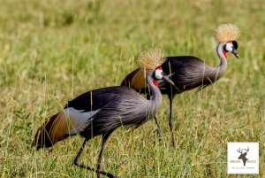 Kenya & Tanzania 7 Day African Safari
