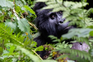 Kenia, Tanzania, Oeganda, Rwanda en Burundi: 25-daagse rondreis