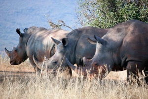 Kenya Wildlife Safari and Diani Beach Holiday- 14 Days Tour
