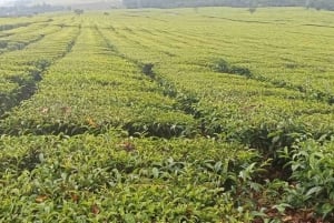 Visite d'une ferme de thé au Kenya
