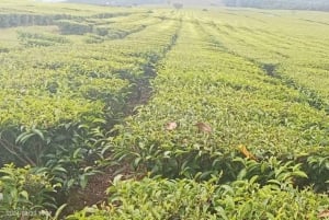 Omvisning på kenyansk tefarm