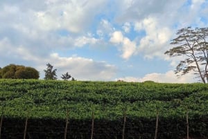 Kenijska wycieczka na farmę herbaty