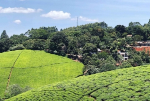Visita a una granja de té en Kenia