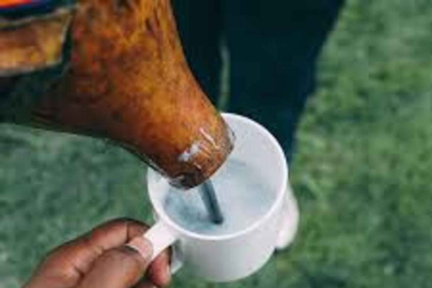 Kericho: bezoek aan een Kalenjin-boerderij met Mursik-proeverij