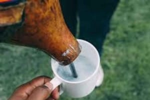 Kericho: bezoek aan een Kalenjin-boerderij met Mursik-proeverij