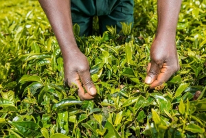 Kiambethu Tea Farm Tour (alles inbegrepen)