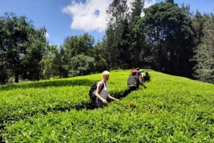 Kiambethu Tea Farm Tour (alles inbegrepen)
