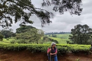 Kiambethu Tea Farm Tour (alles inbegrepen)