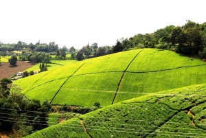 Kiambethu Tea Farm Tour (alles inbegrepen)